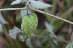 Physalis chenopodifolia