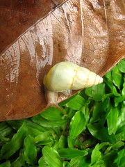 Amphidromus flavus
