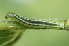 Exapate congelatella