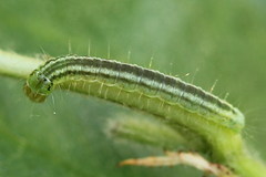 Exapate congelatella