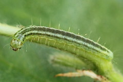 Exapate congelatella