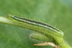 Exapate congelatella