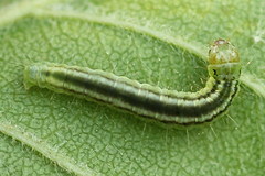 Exapate congelatella