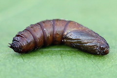 Exapate congelatella