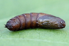Exapate congelatella