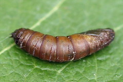 Exapate congelatella