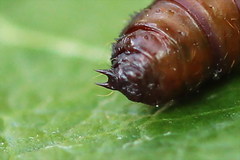 Exapate congelatella