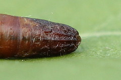 Exapate congelatella