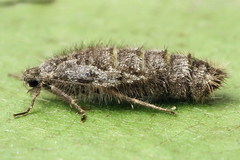 Exapate congelatella