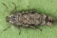 Exapate congelatella