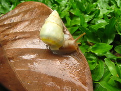 Amphidromus flavus