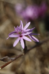 Lessingia hololeuca