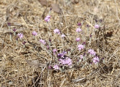 Lessingia hololeuca