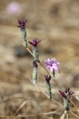 Lessingia hololeuca