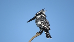 Ceryle rudis