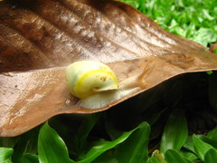 Amphidromus flavus