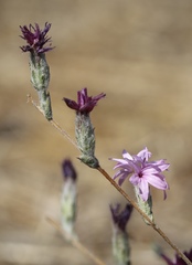 Lessingia hololeuca