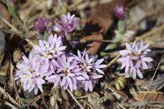 Lessingia hololeuca