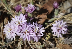Lessingia hololeuca