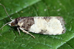 Gibberifera simplana