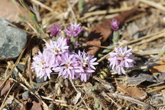 Lessingia hololeuca
