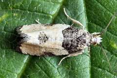 Gibberifera simplana