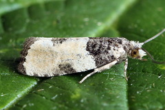 Gibberifera simplana