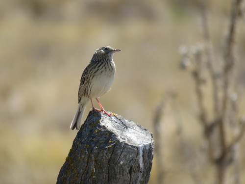 Hellmayr's Pipit (Anthus hellmayri), photo 10