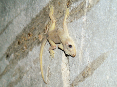 Hemidactylus flaviviridis