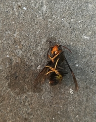 Vespa velutina