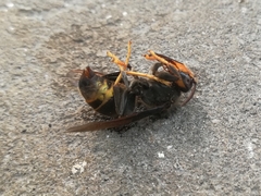 Vespa velutina