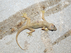 Hemidactylus flaviviridis