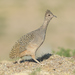 Ornate Tinamou - Photo (c) jorgevalenzuelae, some rights reserved (CC BY-NC)
