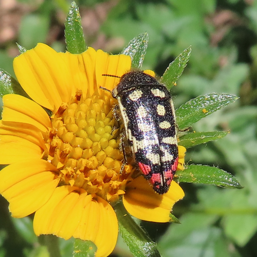 Acmaeodera opacula