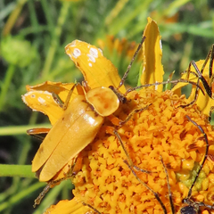 Chauliognathus discus