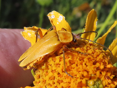 Chauliognathus discus