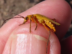 Chauliognathus discus