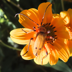 Chauliognathus discus