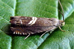 Grapholita discretana