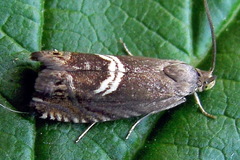 Grapholita discretana