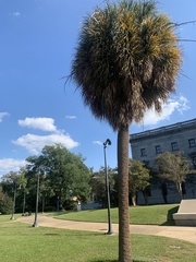Sabal palmetto