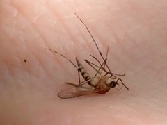 Aedes canadensis canadensis