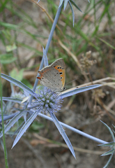 Eryngium caeruleum