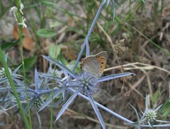 Eryngium caeruleum