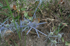Eryngium caeruleum