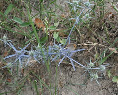Eryngium caeruleum