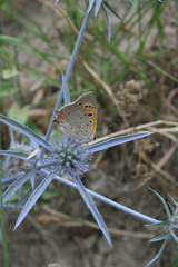 Eryngium caeruleum