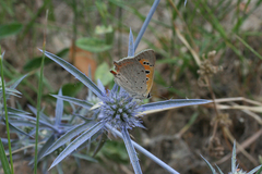 Eryngium caeruleum