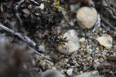 Slaterobius insignis