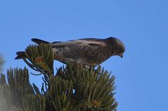 Leucosticte atrata
